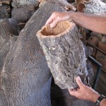 The first-growth cork harvested (being held), is very rough on the outside. Second and subsequent harvests (on the left) are much smoother.