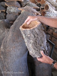 The first-growth cork harvested (being held), is very rough on the outside. Second and subsequent harvests (on the left) are much smoother.