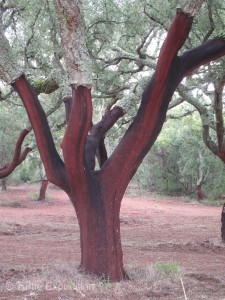 Once the cork is harvested or peeled from the tree; it will rest for 9 years before it can be harvested again.