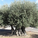 Rescued from a flooded valley of the new dam and lake on the Portuguese/Spanish border, this olive tree was over 300 years old.
