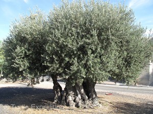 Rescued from a flooded valley of the new dam and lake on the Portuguese/Spanish border, this olive tree was over 300 years old.