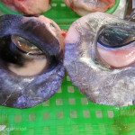Very big fish eyeballs