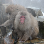 Japanese Macaque monkeys have brown-gray fur, a red face, hands and bottom, a short tail and big ears, and often seem remarkably human-like.