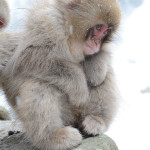 Snow Monkeys Japan 6 18