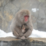 We loved watching the baby snow monkeys cuddling and nursing.