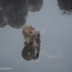 This baby Macaque sat for hours on a submerged rock entertaining himself with his hands. Mom must have parked him there because he had gotten in trouble!