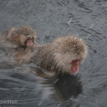 Baby Macaques would hitch rides across the pool.