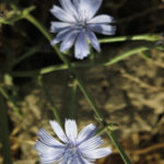 We were amazed to discover a Chicory plant in this part of the world.