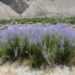 Russian sage, a popular drought resistant plant in California.