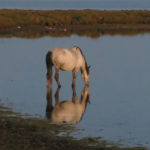 This pregnant mare wandered by our camp to have a sip of water.
