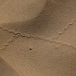 The different tracks in the sand led to speculations of what animal created them.