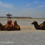 Camel waiting for cargo.