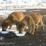 We gave the puppies some warm milk and bread and were crossing our fingers that a kind sole would rescue them from the cold.