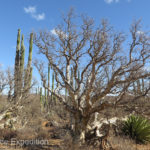 The strange Elephant Trees (Torote Colorado) are unique to Baja.