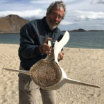 Locals have found interesting remains of grey whales that made it this far north in the Sea of Cortez.