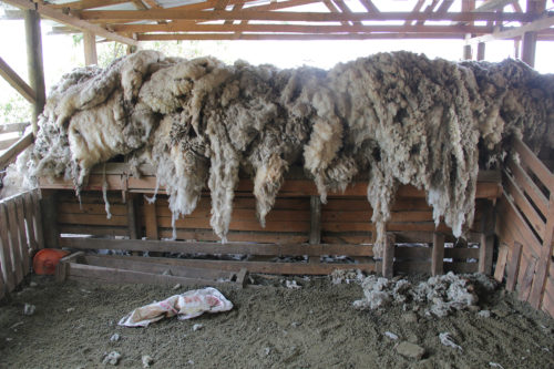 Chile and Argentina are the two largest producers of wool in the world.
